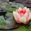 bigstock_Pink_Water_Lilly_3847211