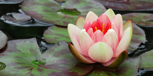 bigstock_Pink_Water_Lilly_3847211